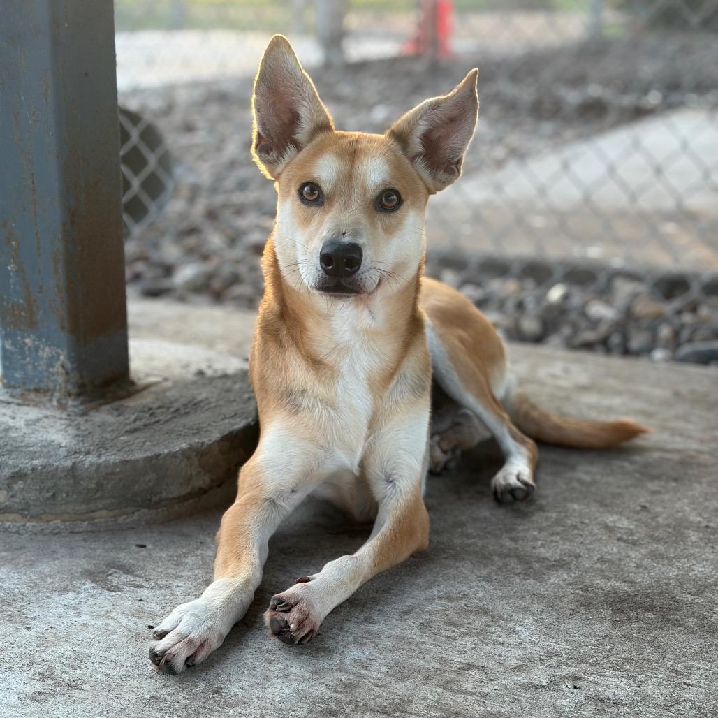 Frankie, a Adoptable mixed breed in Corpus Christi, TX image 4/6