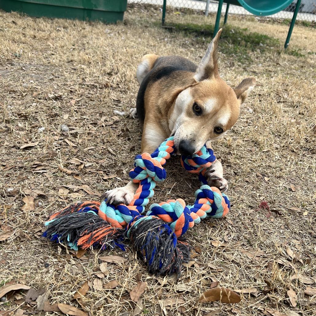 Frankie, a Adoptable mixed breed in Corpus Christi, TX image 5/6