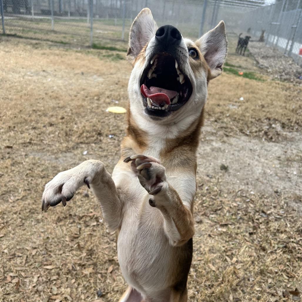 Frankie, a Adoptable mixed breed in Corpus Christi, TX image 6/6