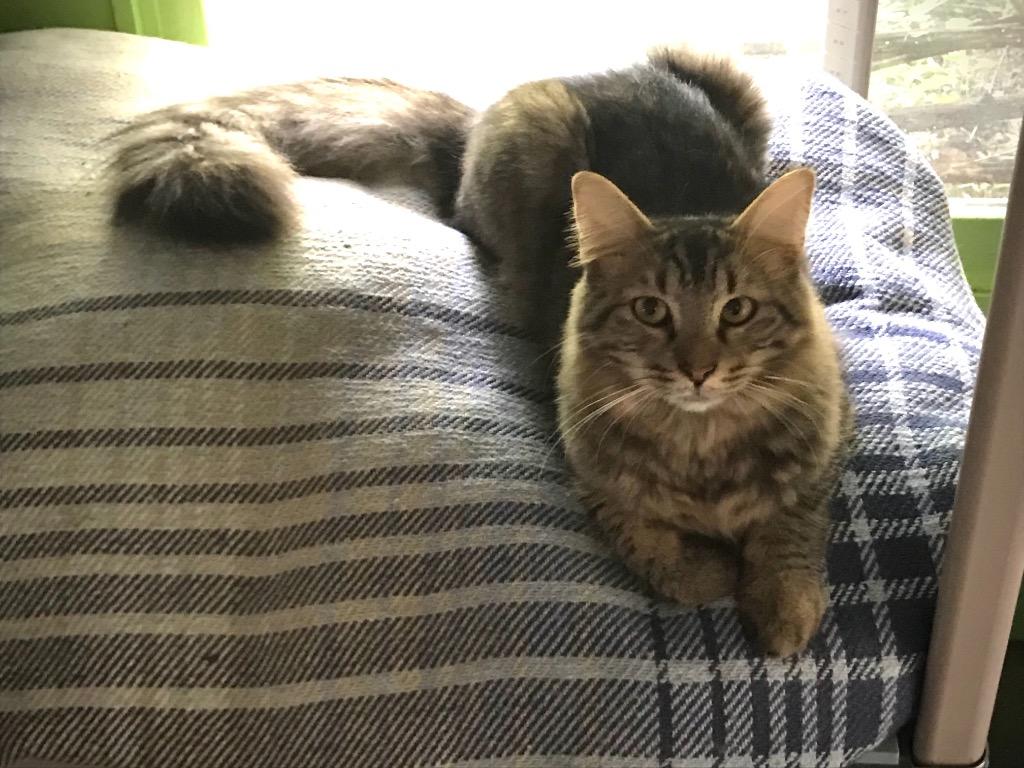 Chucky, Adoptable, Adult Male Domestic Medium Hair.