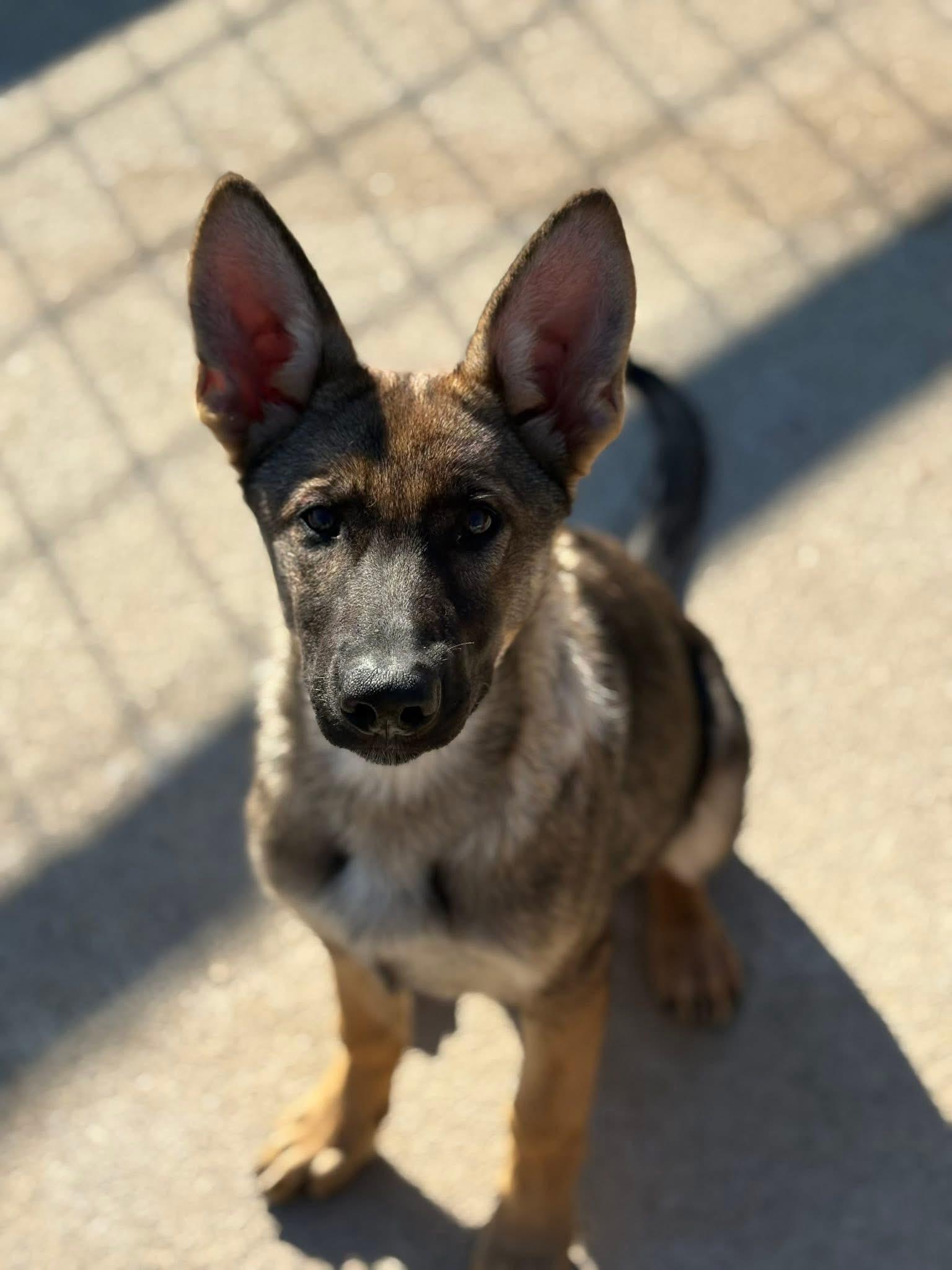 Gretchen, Adoptable, Puppy Female German Shepherd Dog.