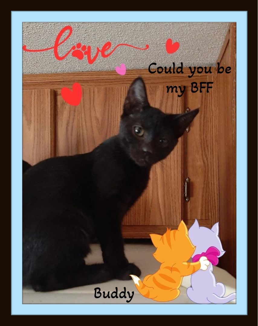 Buddy  Will you be my Mommie?, Adoptable, Kitten Male Domestic Short Hair.