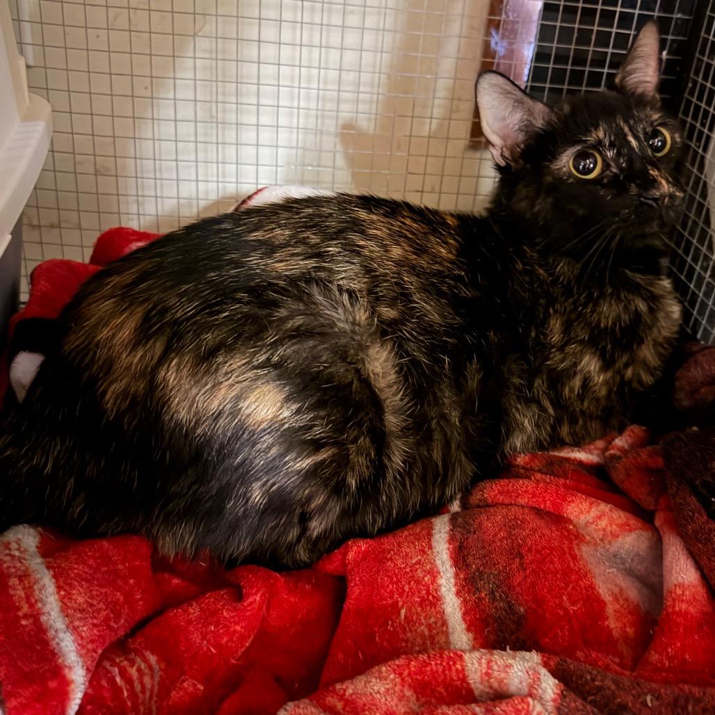 Tori, Adoptable, Adult Female Domestic Short Hair.
