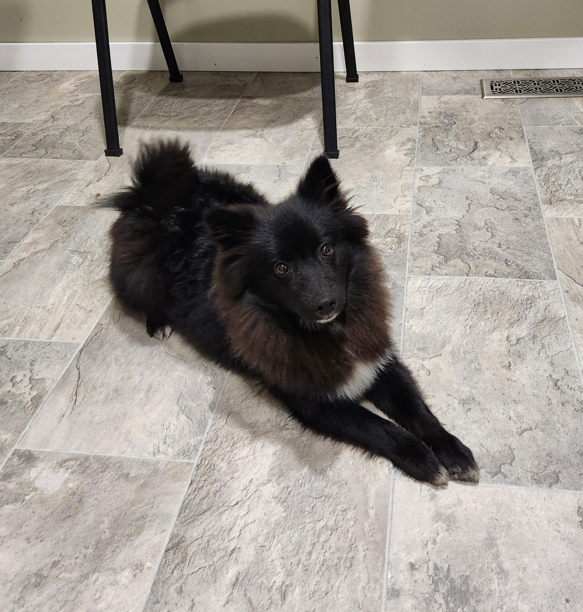 Judah, an adoptable Pomeranian, American Eskimo Dog in Grant, NE, 69140 | Photo Image 1