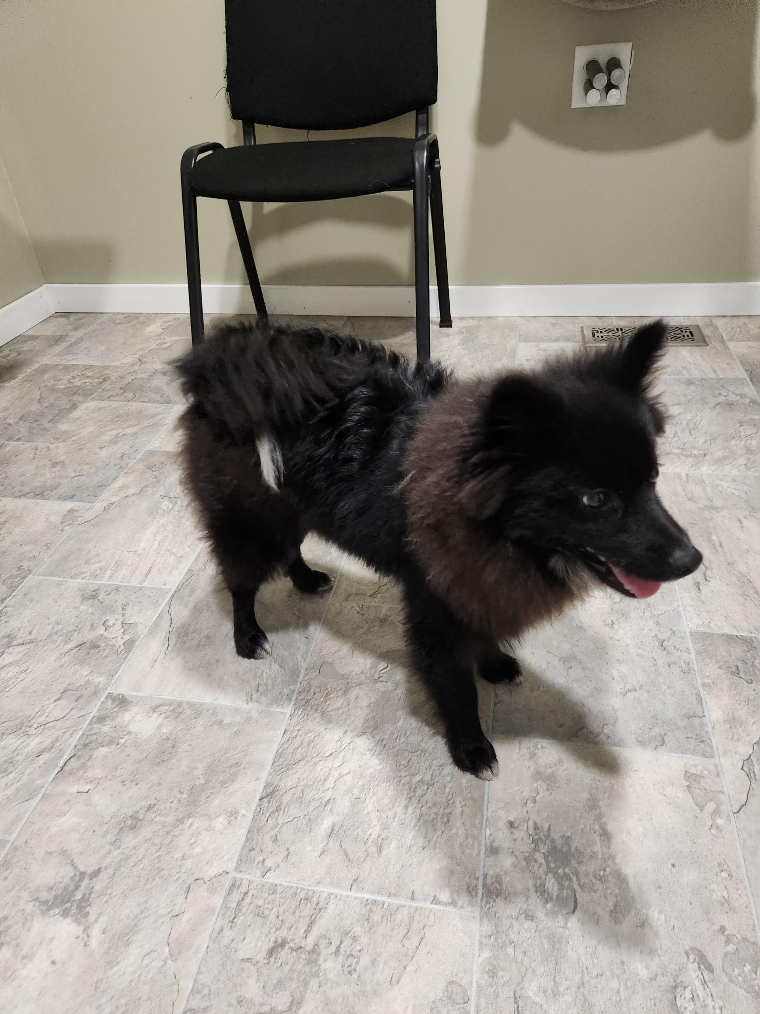 Judah, an adoptable Pomeranian, American Eskimo Dog in Grant, NE, 69140 | Photo Image 3