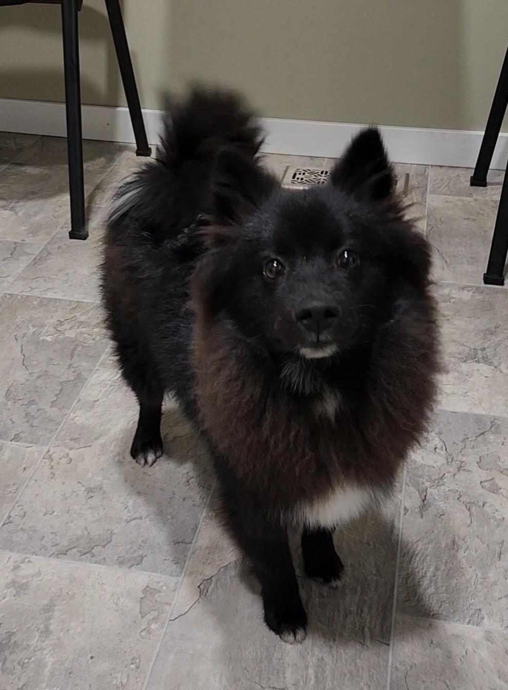 Judah, an adoptable Pomeranian, American Eskimo Dog in Grant, NE, 69140 | Photo Image 2