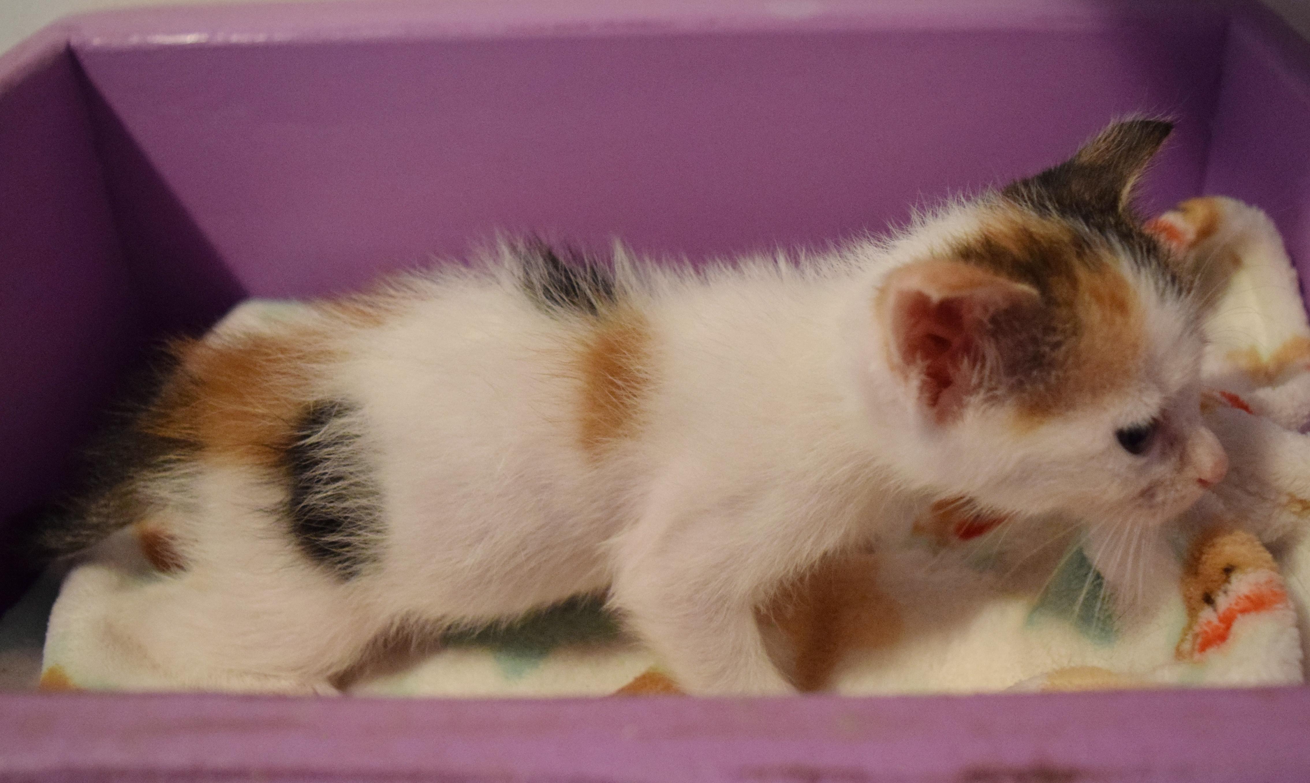 Enlarge Patsy, a Adopted mixed breed in Bulverde, TX image 6/6