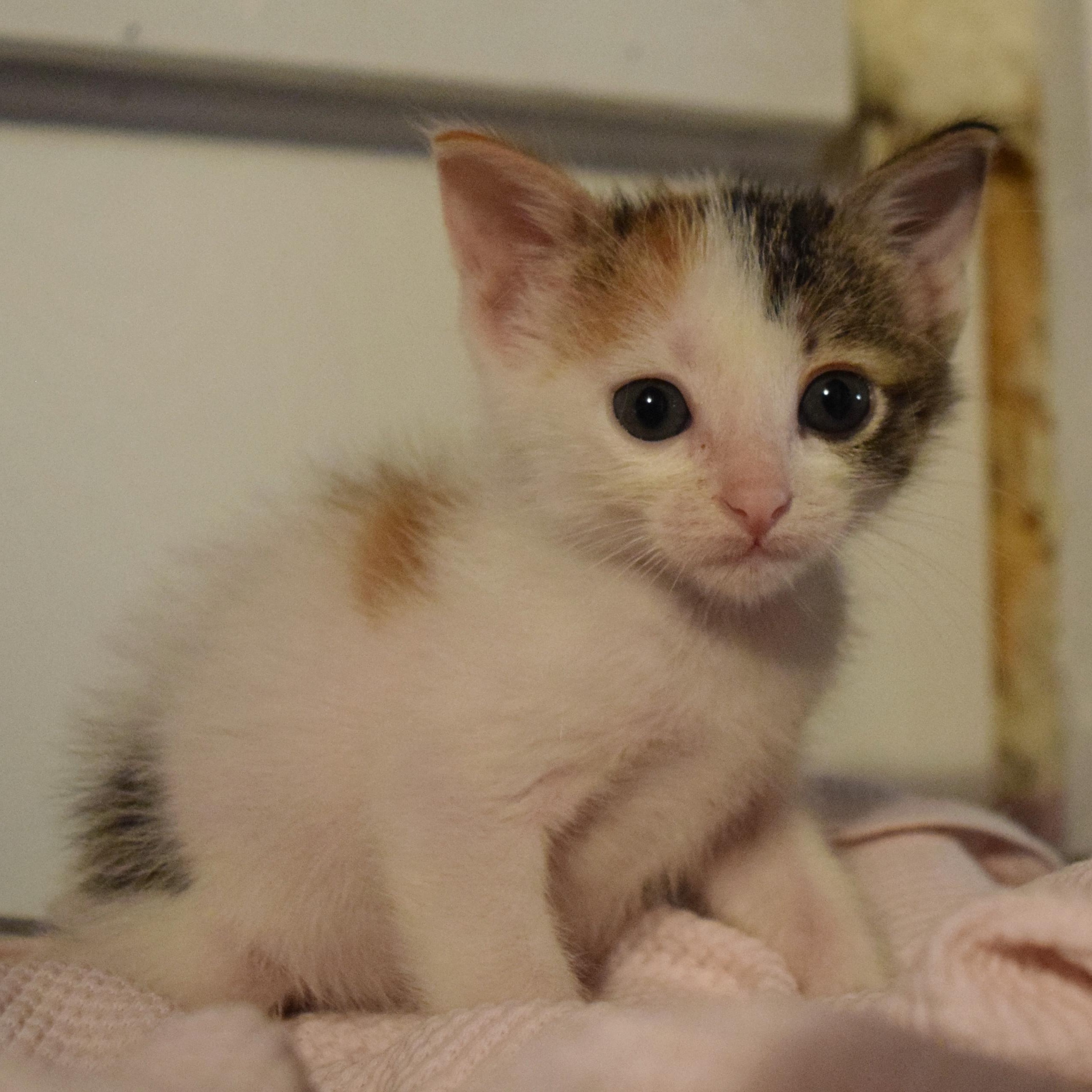 Enlarge Patsy, a Adopted mixed breed in Bulverde, TX image 2/6