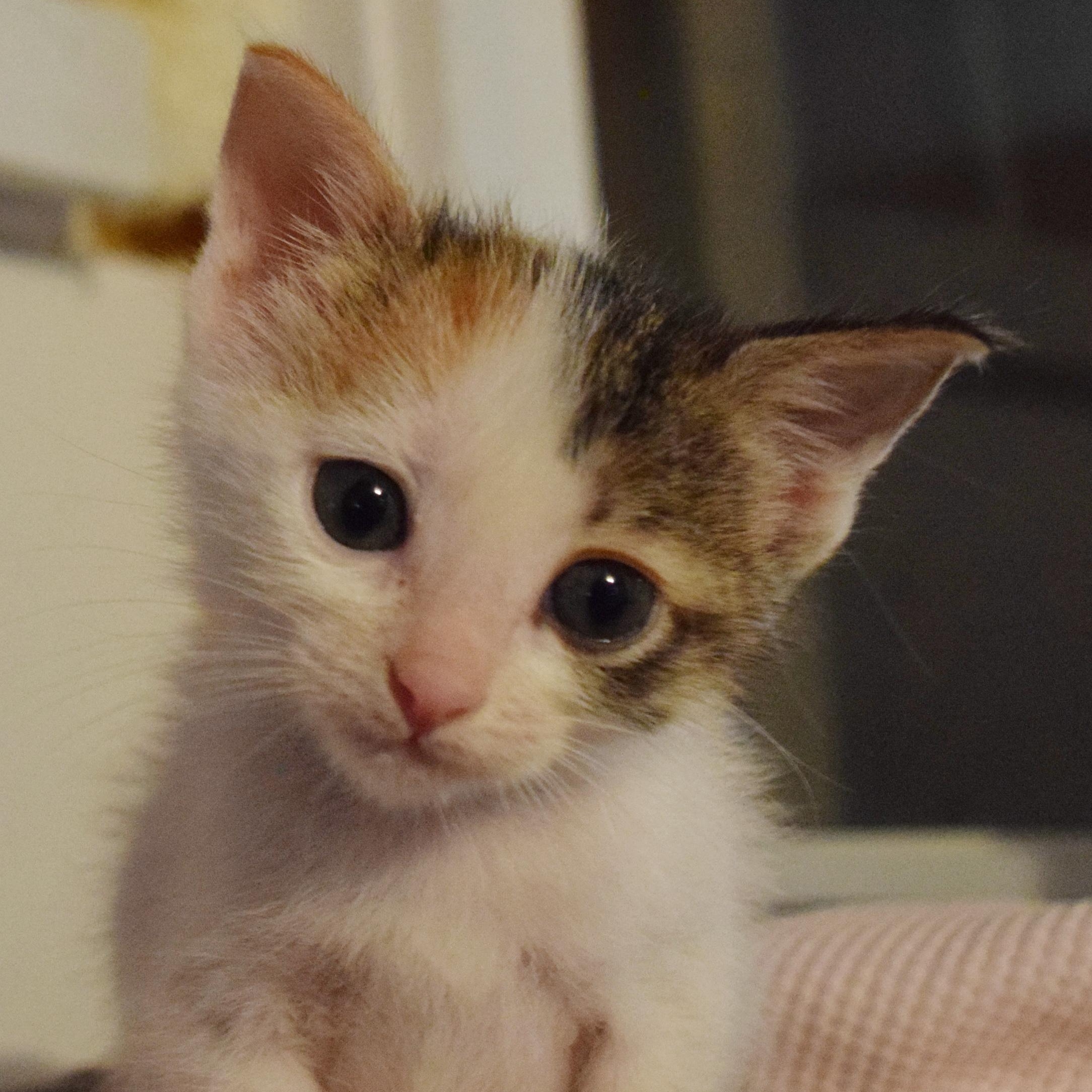 Enlarge Patsy, a Adopted mixed breed in Bulverde, TX image 1/6