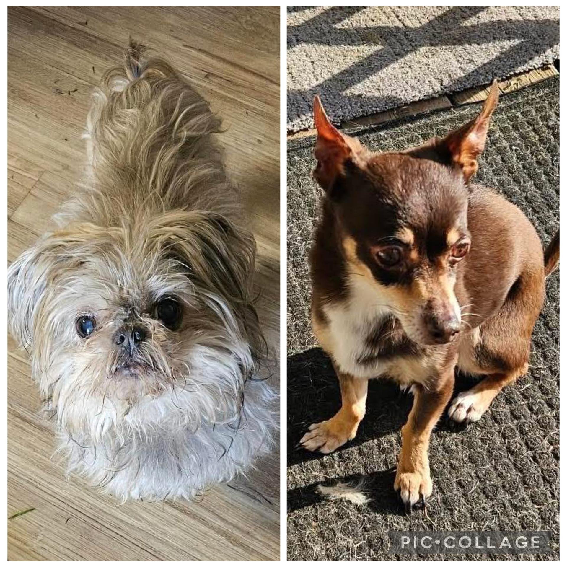 Tanner and Amara, ADOPTABLE, Senior Female Shih Tzu.