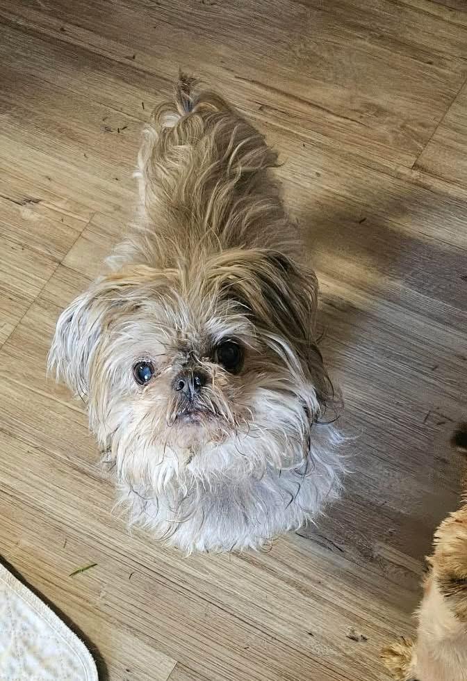 Tanner and Amara, a ADOPTABLE Shih Tzu in Ferndale, WA image 2/5