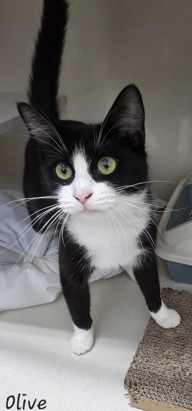 Enlarge Olive, an adopted Domestic Short Hair in Key Largo, FL image 1/1