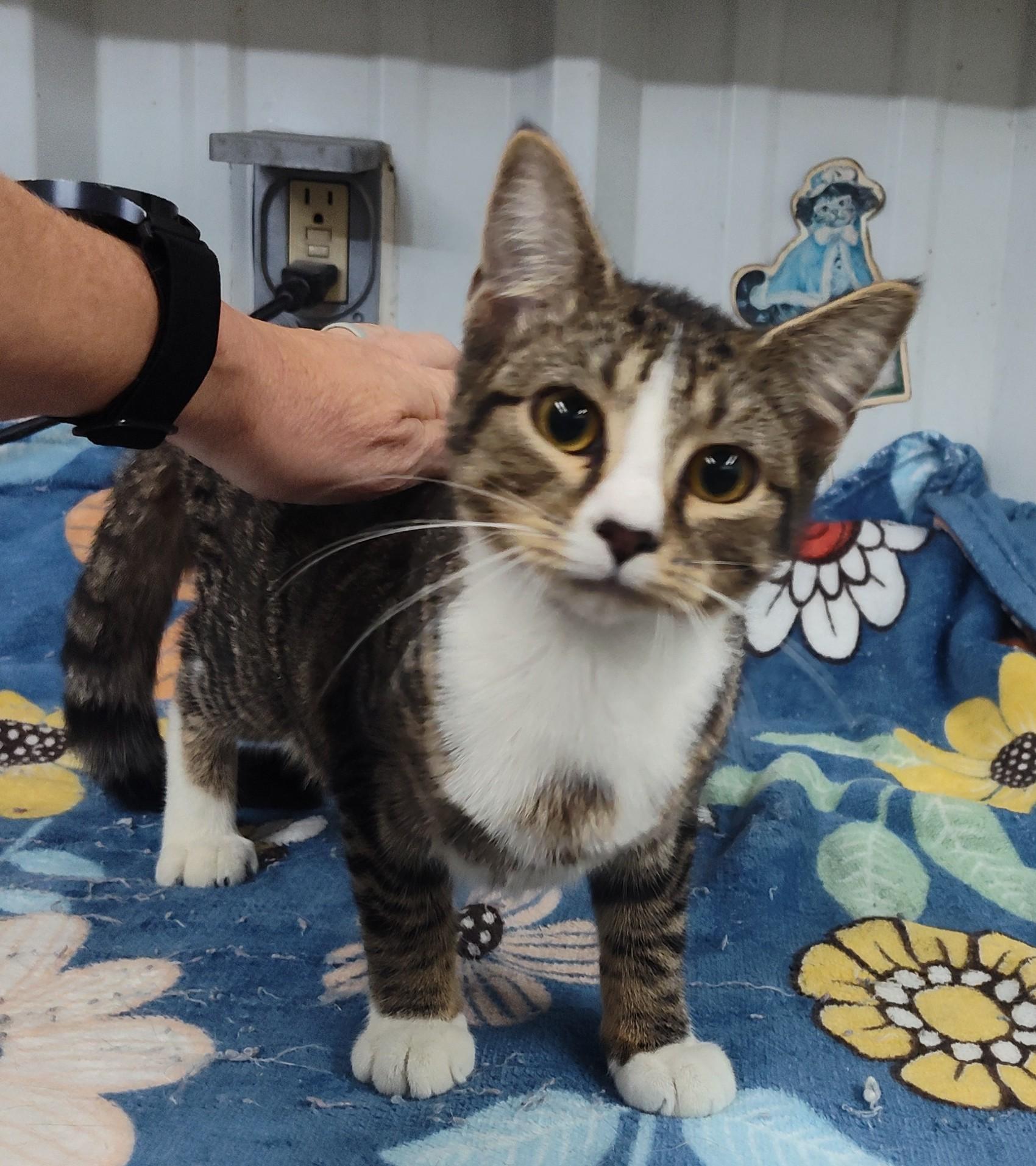 Enlarge GALLAGHER, a Adoptable Tabby in Claremore, OK image 1/1