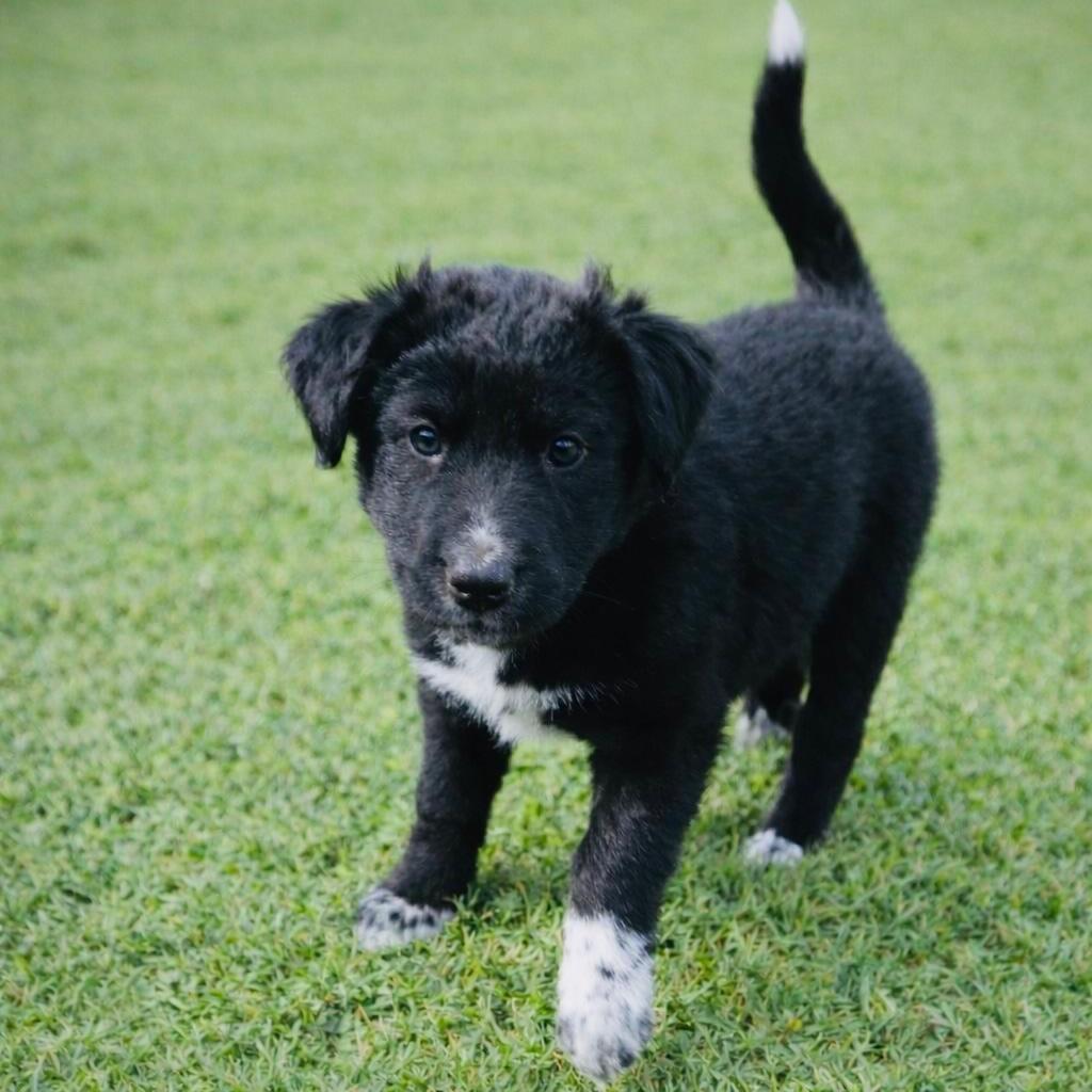 Sister, Adoptable, Puppy Female Husky.