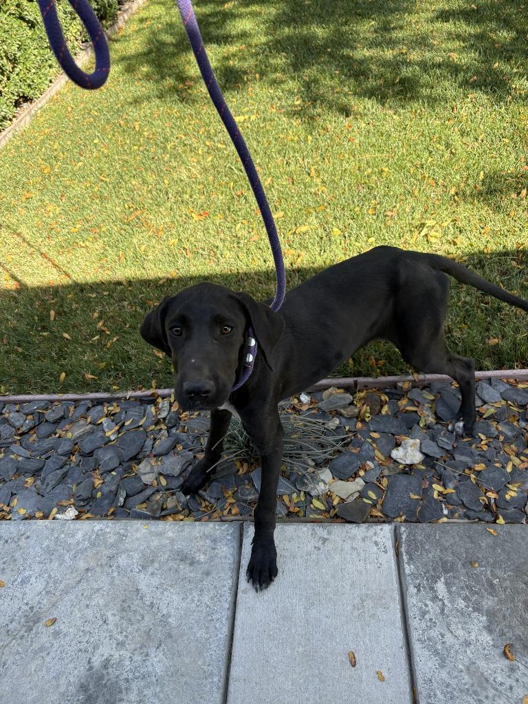 Enlarge Maleficent, a Adoptable mixed breed in Newman, CA image 1/1