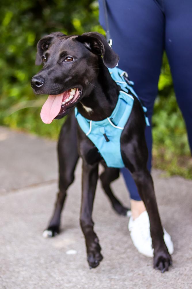Enlarge Addie, a Adoptable mixed breed in Wake Forest, NC image 1/6