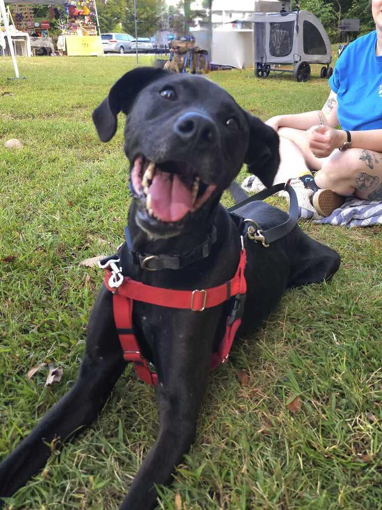 Enlarge Addie, a Adoptable mixed breed in Wake Forest, NC image 2/6