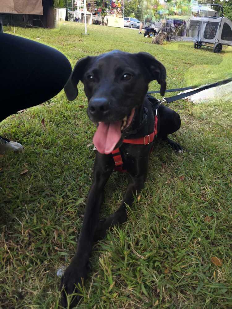 Enlarge Addie, a Adoptable mixed breed in Wake Forest, NC image 5/6