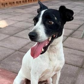 Lucia, a ADOPTABLE mixed breed in San Diego, CA image 6/6