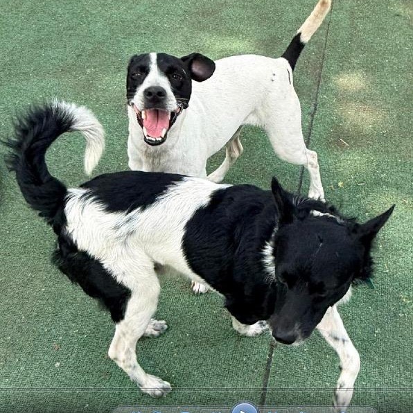 Lucia, a ADOPTABLE mixed breed in San Diego, CA image 3/6