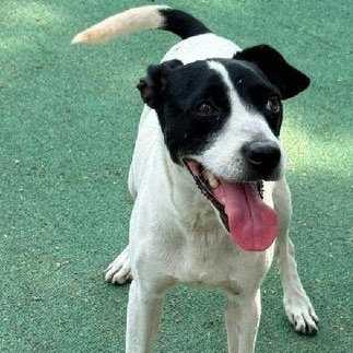 Lucia, ADOPTABLE, Young Female Terrier.