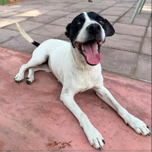 Lucia, a ADOPTABLE mixed breed in San Diego, CA image 2/6