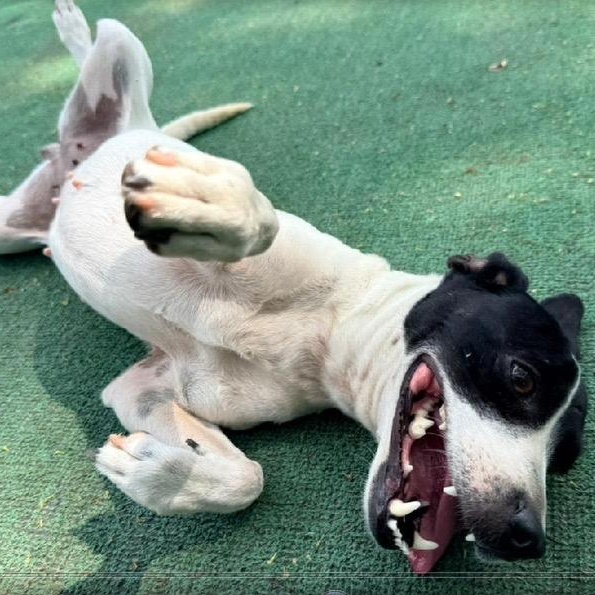 Lucia, a ADOPTABLE mixed breed in San Diego, CA image 5/6