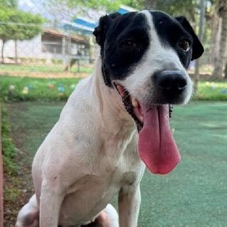Lucia, a ADOPTABLE mixed breed in San Diego, CA image 4/6