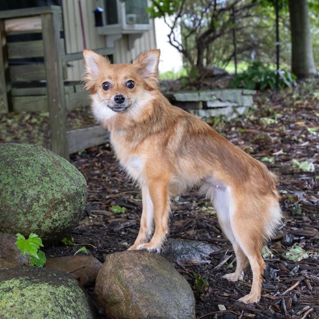 Floof, Adoptable, Young Female Pomeranian.