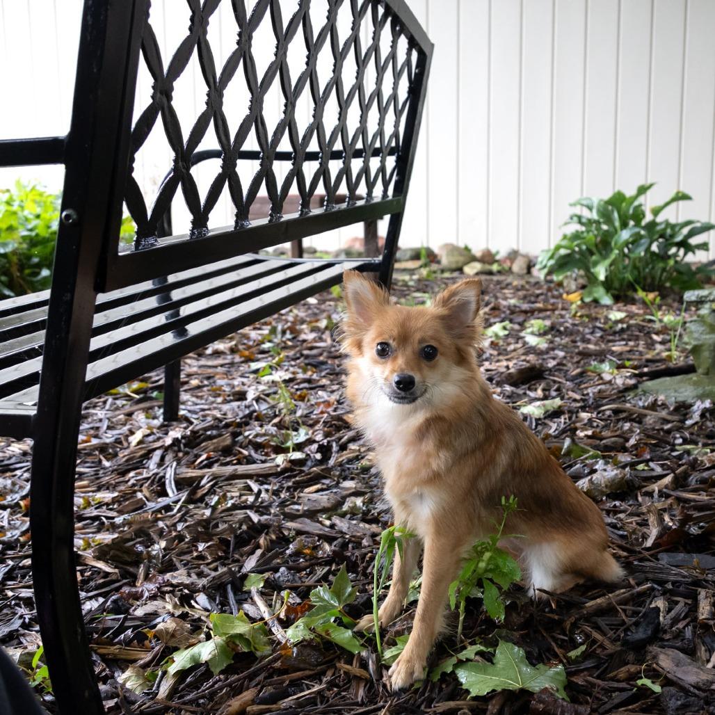 Enlarge Floof, a Adoptable Pomeranian in McKean, PA image 2/6