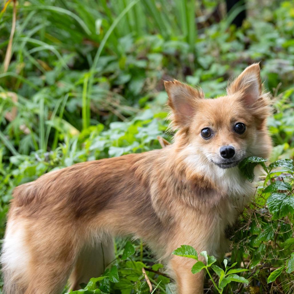 Enlarge Floof, a Adoptable Pomeranian in McKean, PA image 3/6