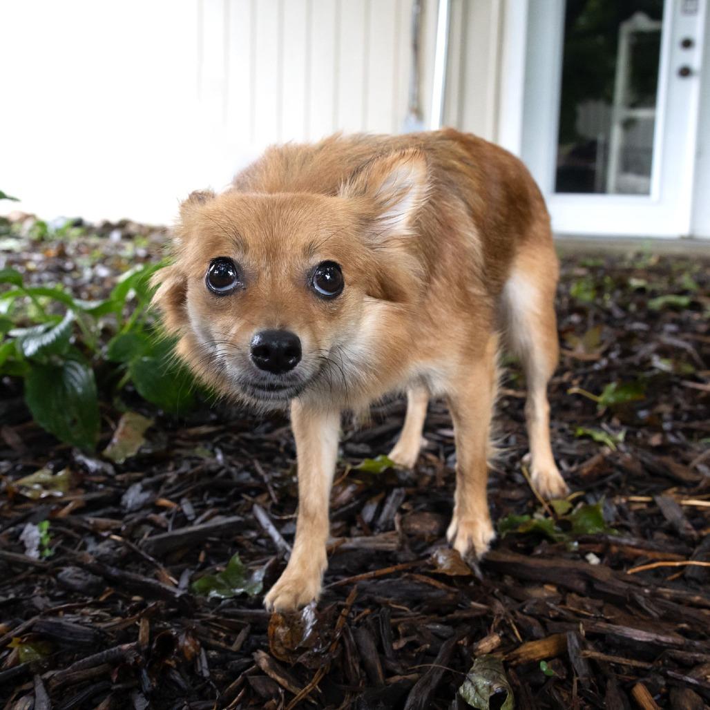 Enlarge Floof, a Adoptable Pomeranian in McKean, PA image 4/6