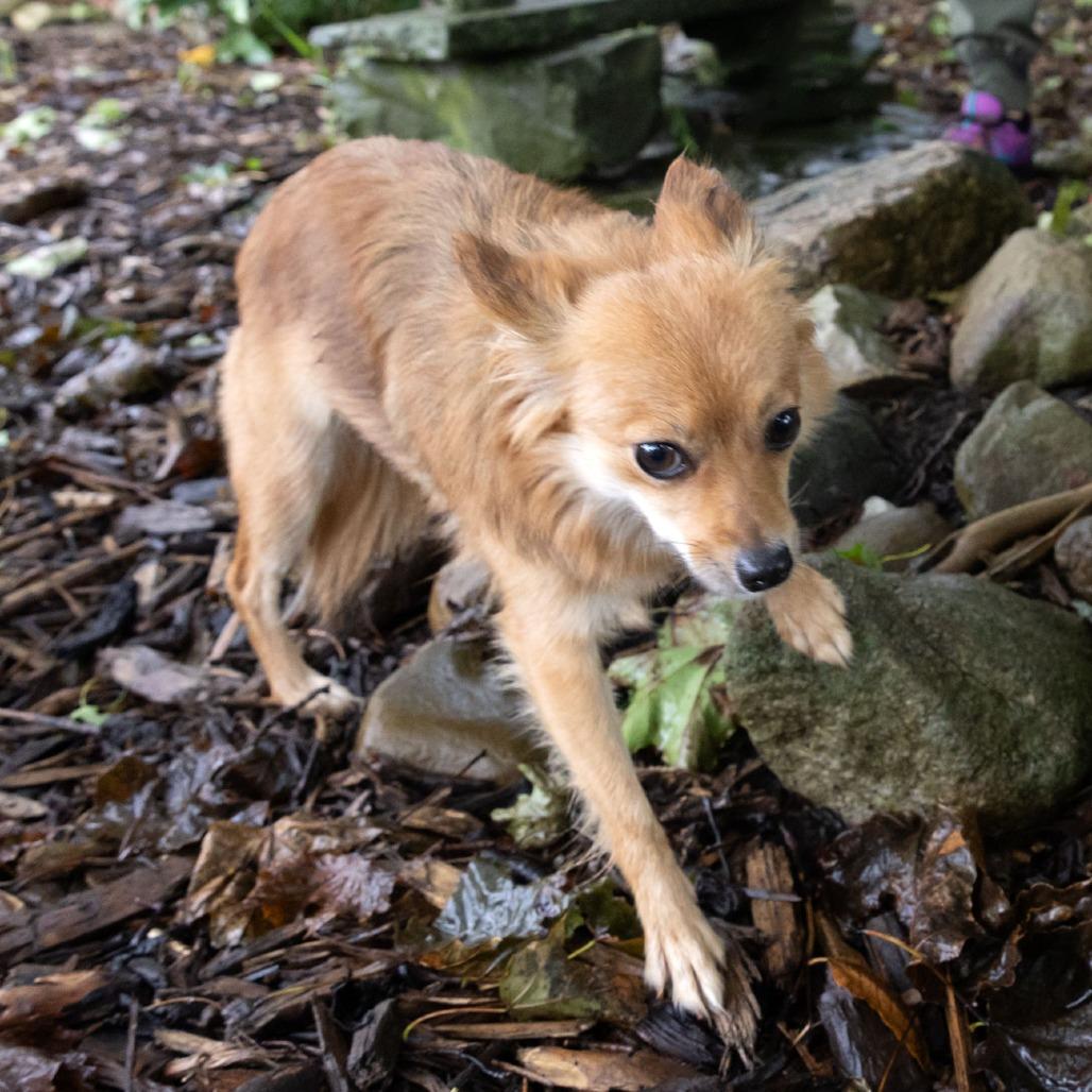 Enlarge Floof, a Adoptable Pomeranian in McKean, PA image 5/6
