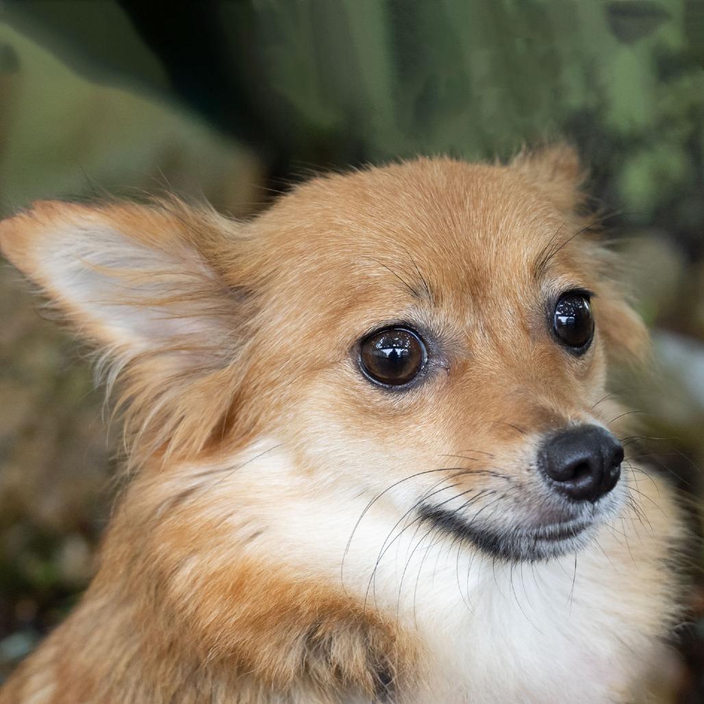 Enlarge Floof, a Adoptable Pomeranian in McKean, PA image 6/6