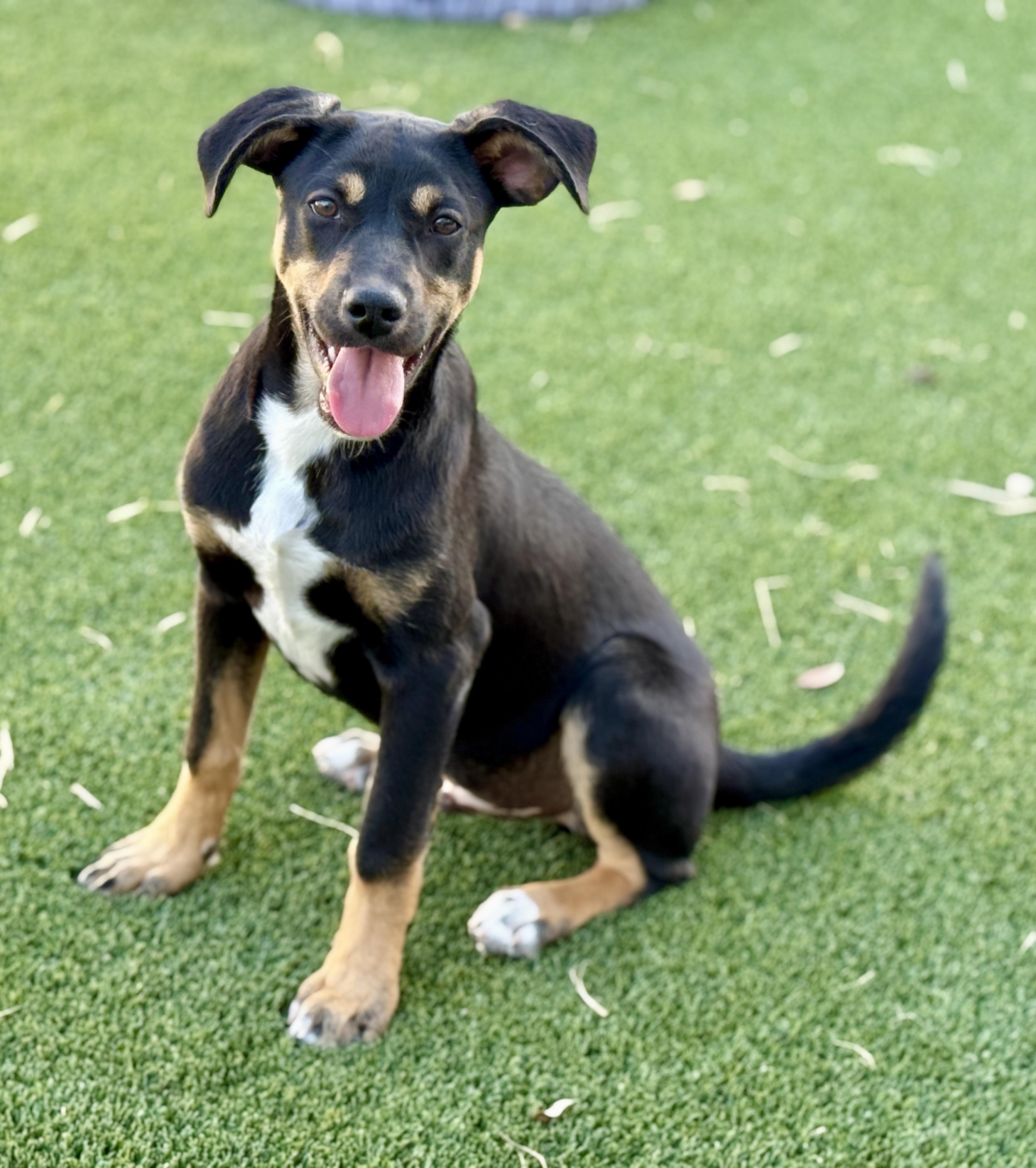 Enlarge Oakley, a Adoptable mixed breed in San Antonio, TX image 2/6