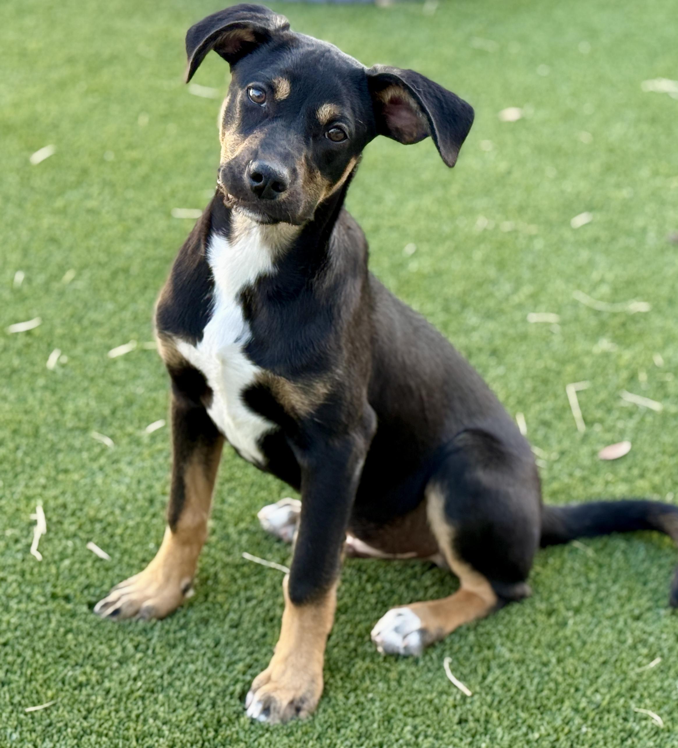 Oakley, Adoptable, Puppy Male Terrier & Mixed Breed.