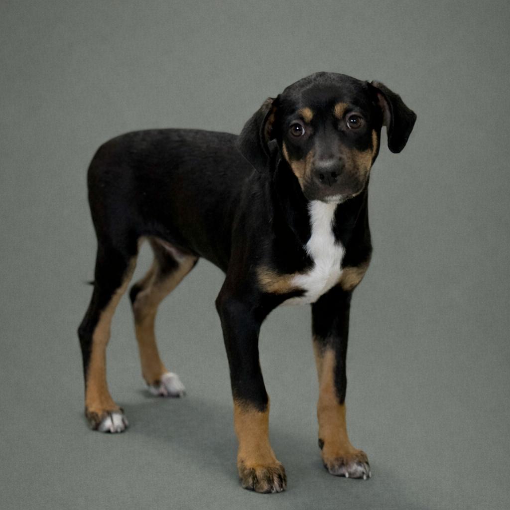 Enlarge Oakley, a Adoptable mixed breed in San Antonio, TX image 5/6