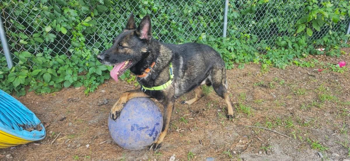 Dylan, a ADOPTABLE German Shepherd Dog in Attleboro, MA image 2/4