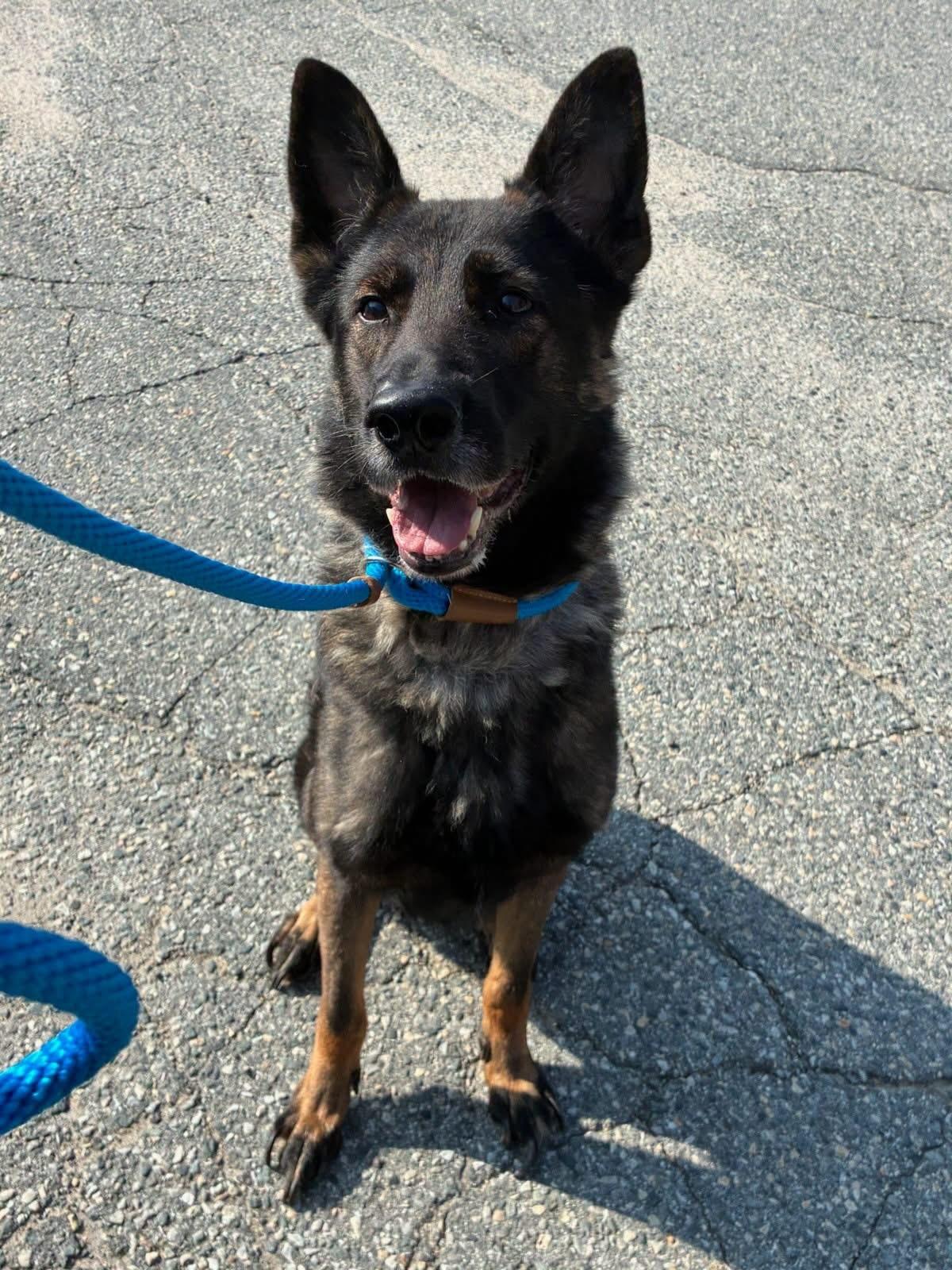 Dylan, ADOPTABLE, Adult Male German Shepherd Dog.