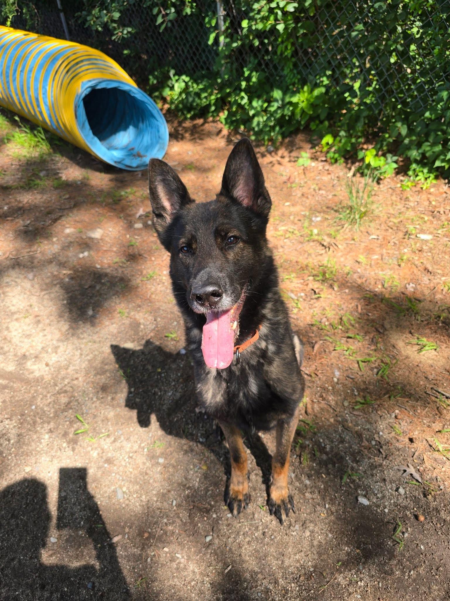 Dylan, a ADOPTABLE German Shepherd Dog in Attleboro, MA image 4/4