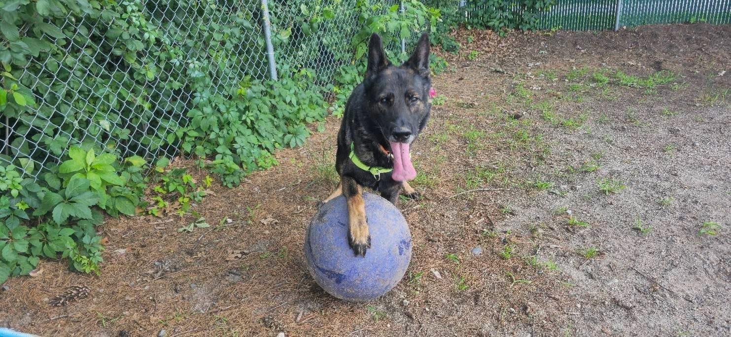 Dylan, a ADOPTABLE German Shepherd Dog in Attleboro, MA image 3/4