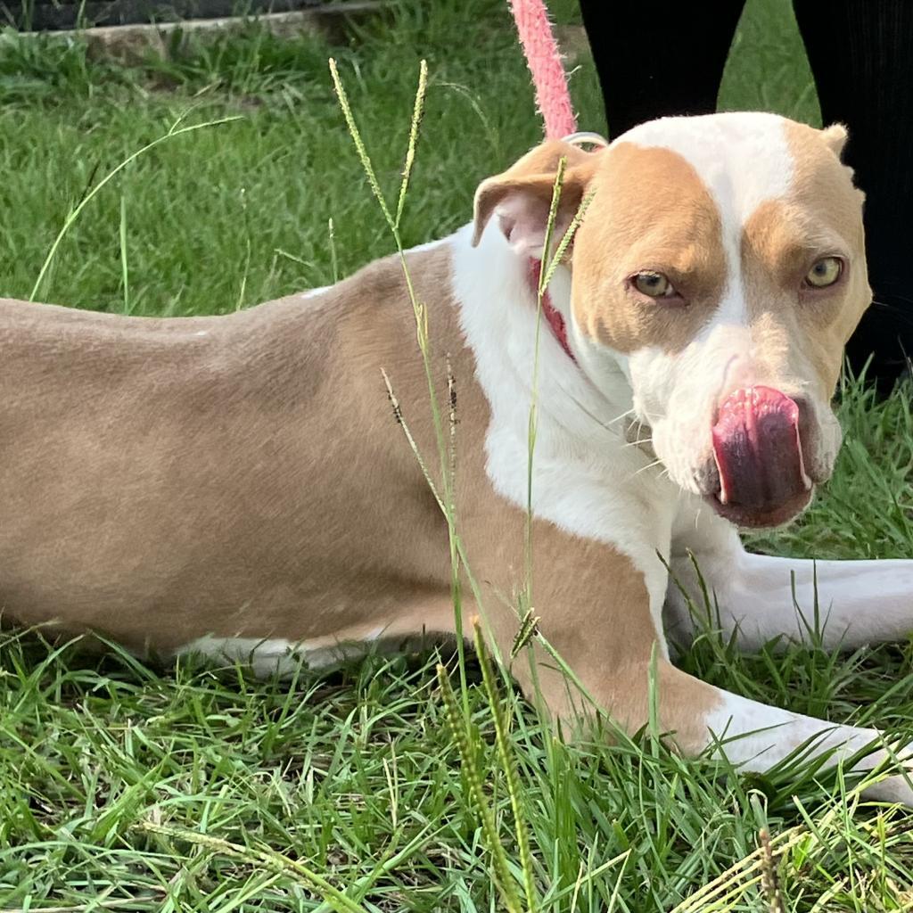 Megan 2263, Adoptable, Adult Female Terrier & Labrador Retriever.