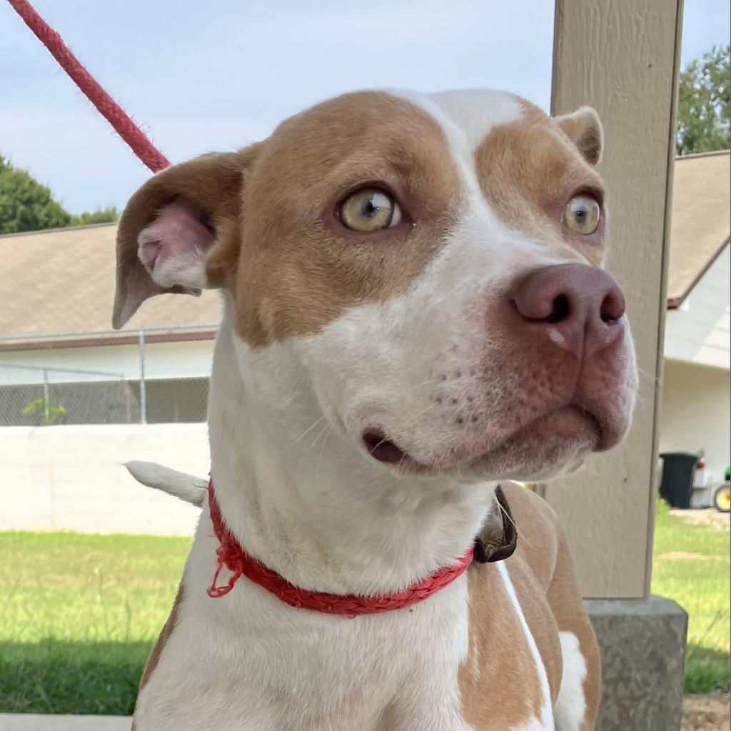 Enlarge Megan 2263, a Adoptable mixed breed in Mobile, AL image 2/4