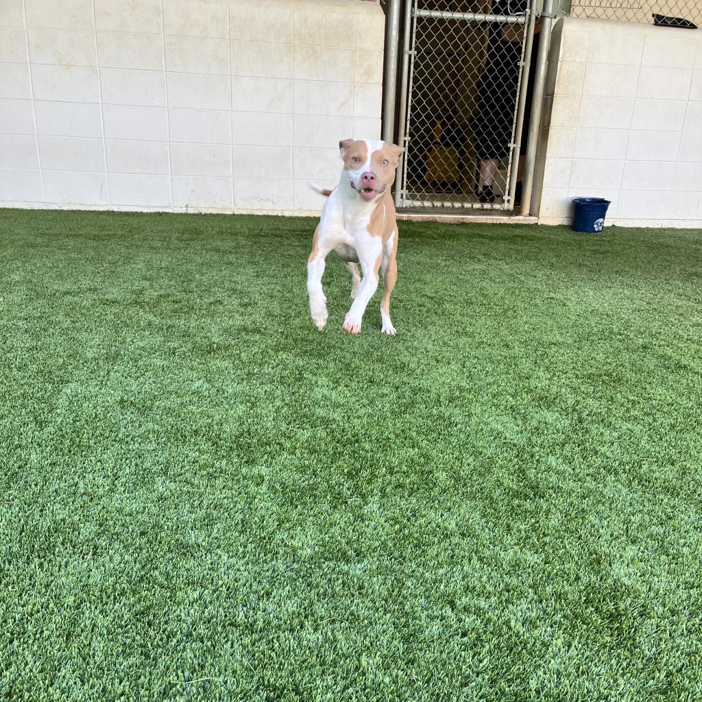 Enlarge Megan 2263, a Adoptable mixed breed in Mobile, AL image 3/4