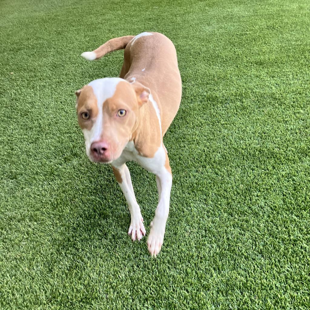 Enlarge Megan 2263, a Adoptable mixed breed in Mobile, AL image 4/4