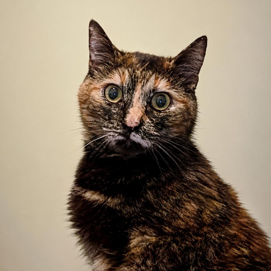 Willow 5335RockyFork01, Adoptable, Adult Female Domestic Short Hair.