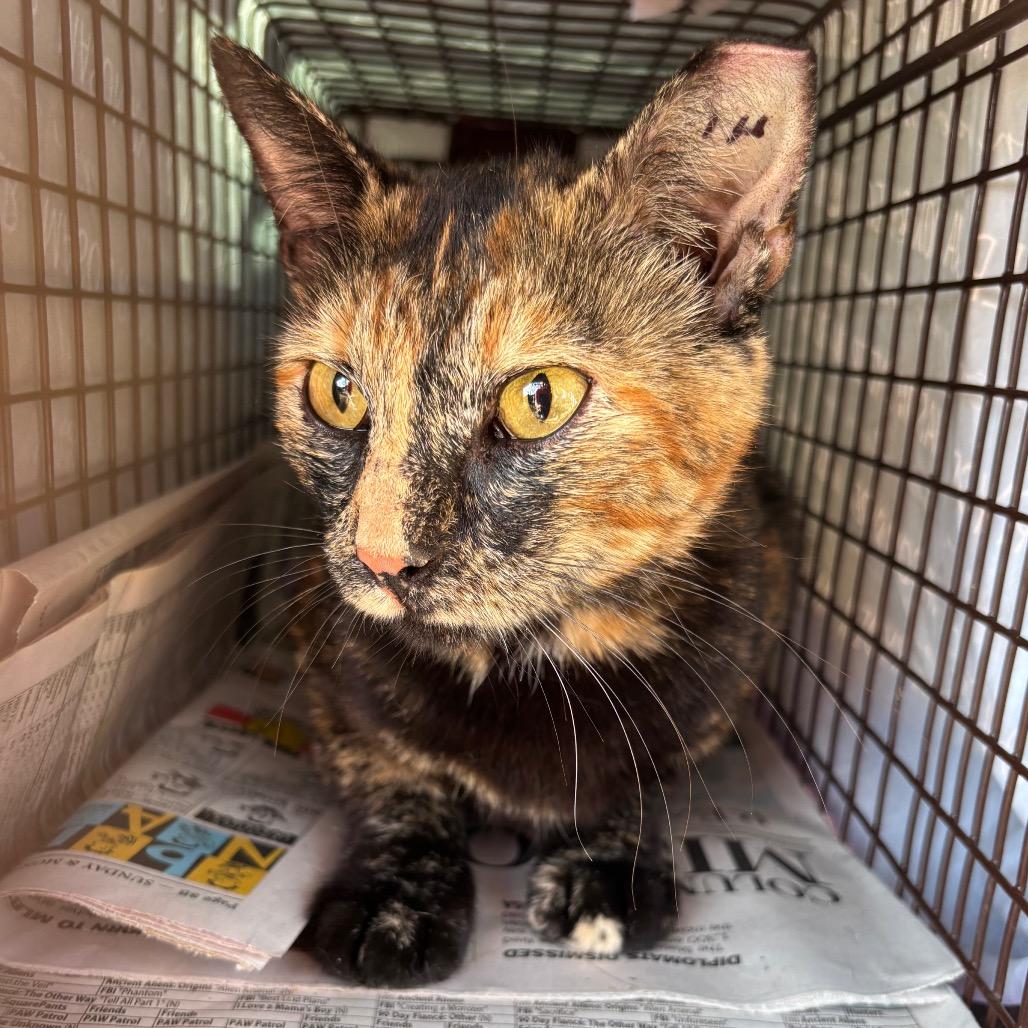 Willow 5335RockyFork01, Adoptable, Adult Female Domestic Short Hair.