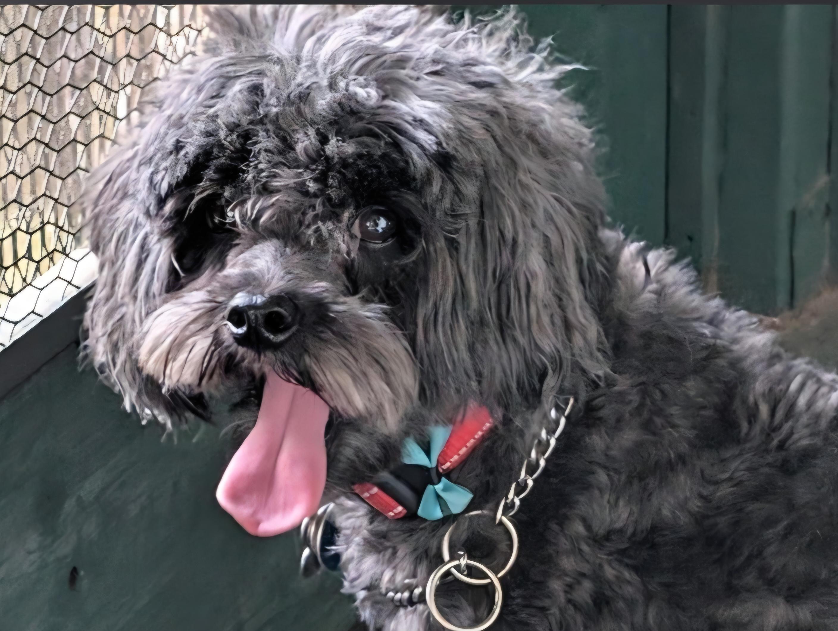 Rex, ADOPTABLE, Adult Male Miniature Poodle & Bichon Frise.