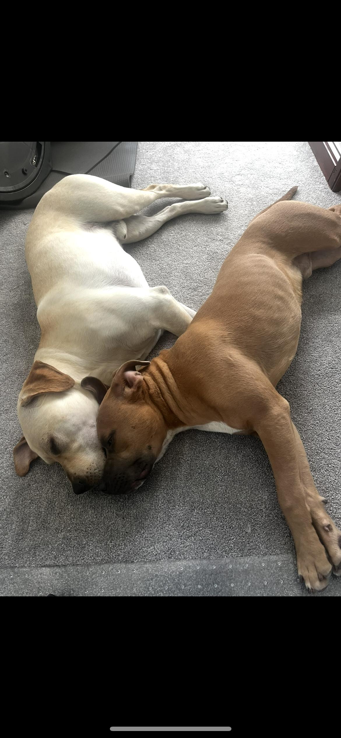 Enlarge Rico GDP, a Adoptable Pit Bull Terrier in Dallas, TX image 1/3