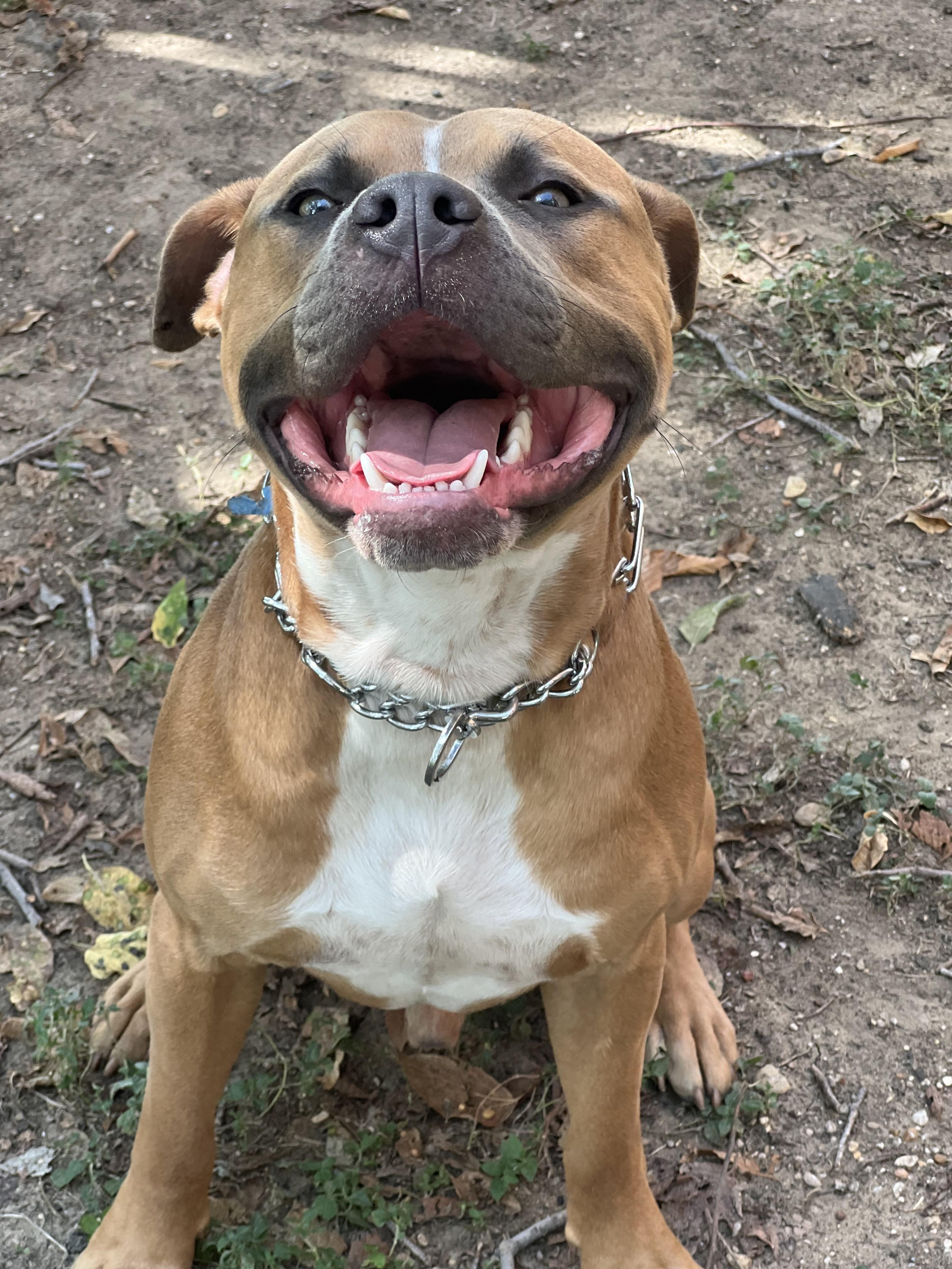 Enlarge Rico GDP, a Adoptable Pit Bull Terrier in Dallas, TX image 2/3